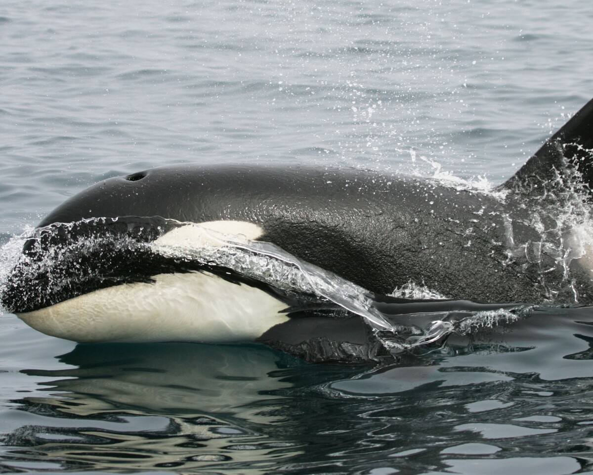 New Zealand Man Fined for  attempting to "body slam" an orca
